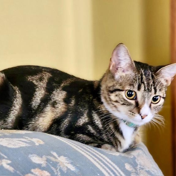 Blizzard, a Adoptable Domestic Short Hair in Ladson, SC image 4/5