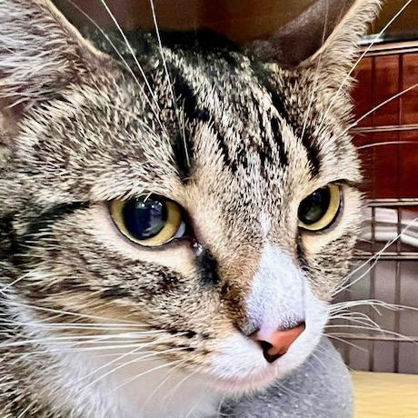 Blizzard, a Adoptable Domestic Short Hair in Ladson, SC image 5/5