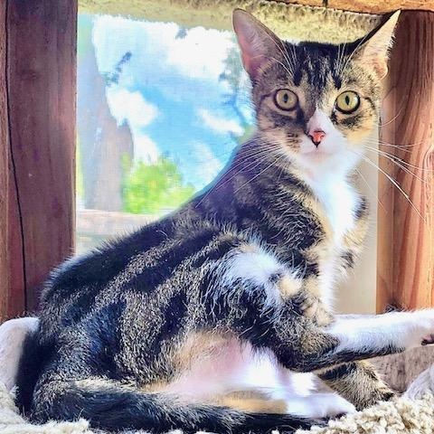 Blizzard, a Adoptable Domestic Short Hair in Ladson, SC image 2/5