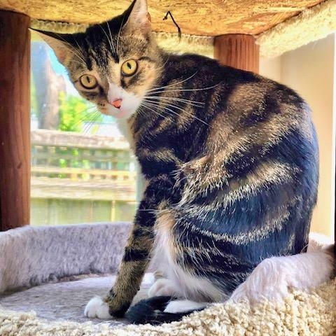 Blizzard, a Adoptable Domestic Short Hair in Ladson, SC image 3/5