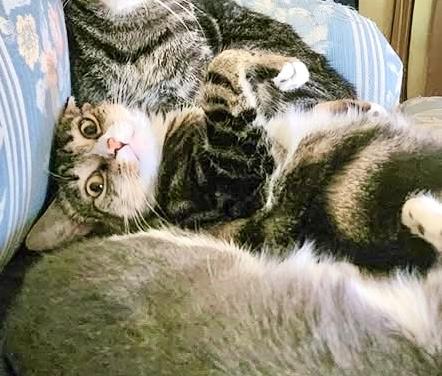 Blizzard, a Adoptable Domestic Short Hair in Ladson, SC image 1/5