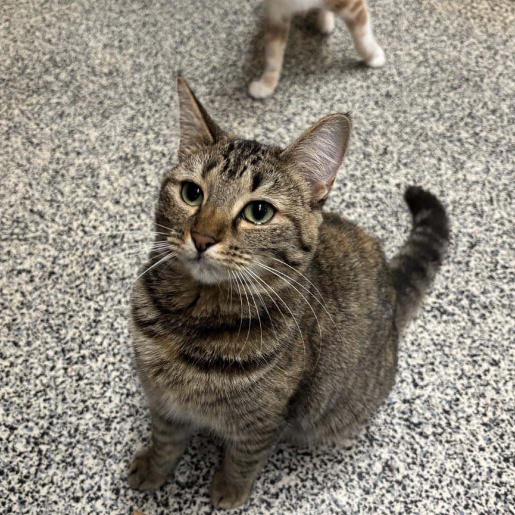 Carrie, Adoptable, Adult Female Domestic Short Hair.