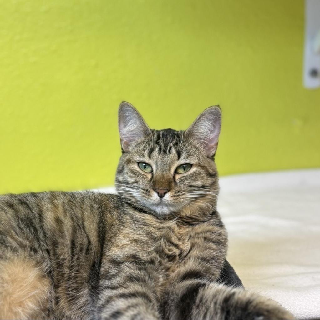 Enlarge Carrie, a Adoptable Domestic Short Hair in Fresno, CA image 5/6