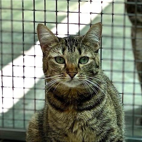 Enlarge Carrie, a Adoptable Domestic Short Hair in Fresno, CA image 6/6