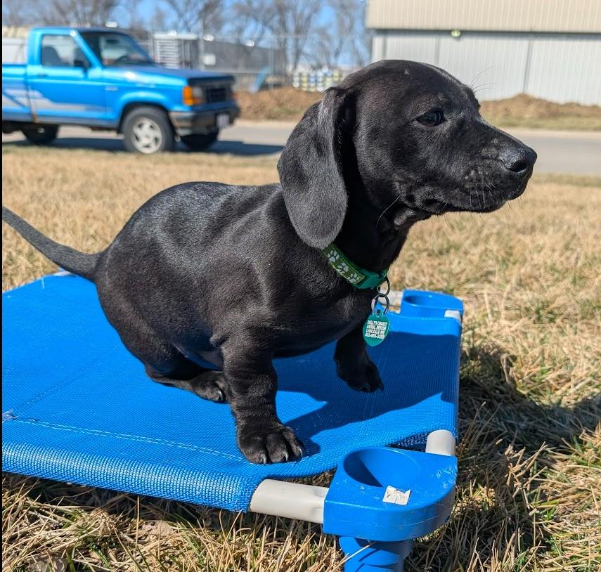 Enlarge SLAM DUNK, an adopted mixed breed in Lincoln, NE image 4/5