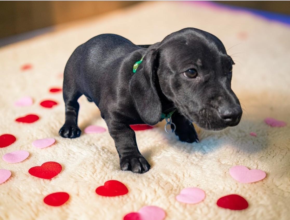 SLAM DUNK, adopted, Puppy Male Dachshund & Black Labrador Retriever.