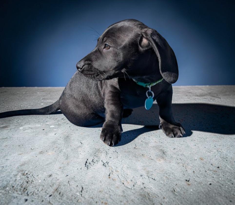 Enlarge SLAM DUNK, an adopted mixed breed in Lincoln, NE image 3/5