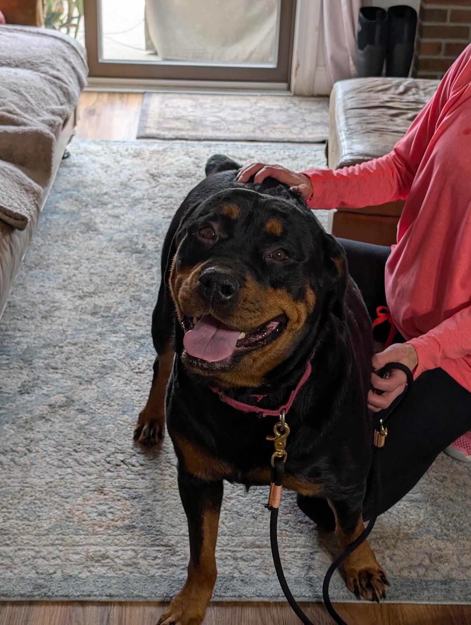 Roxie, a Adopted Rottweiler in Perkasie, PA image 1/6
