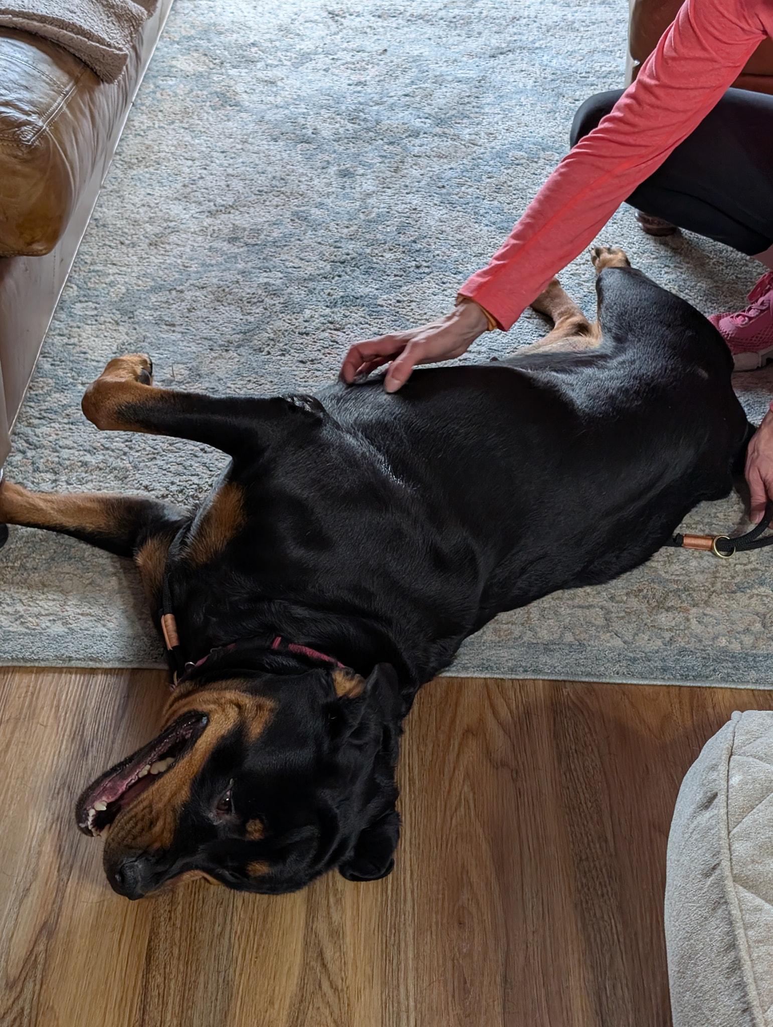 Roxie, a Adopted Rottweiler in Perkasie, PA image 2/6