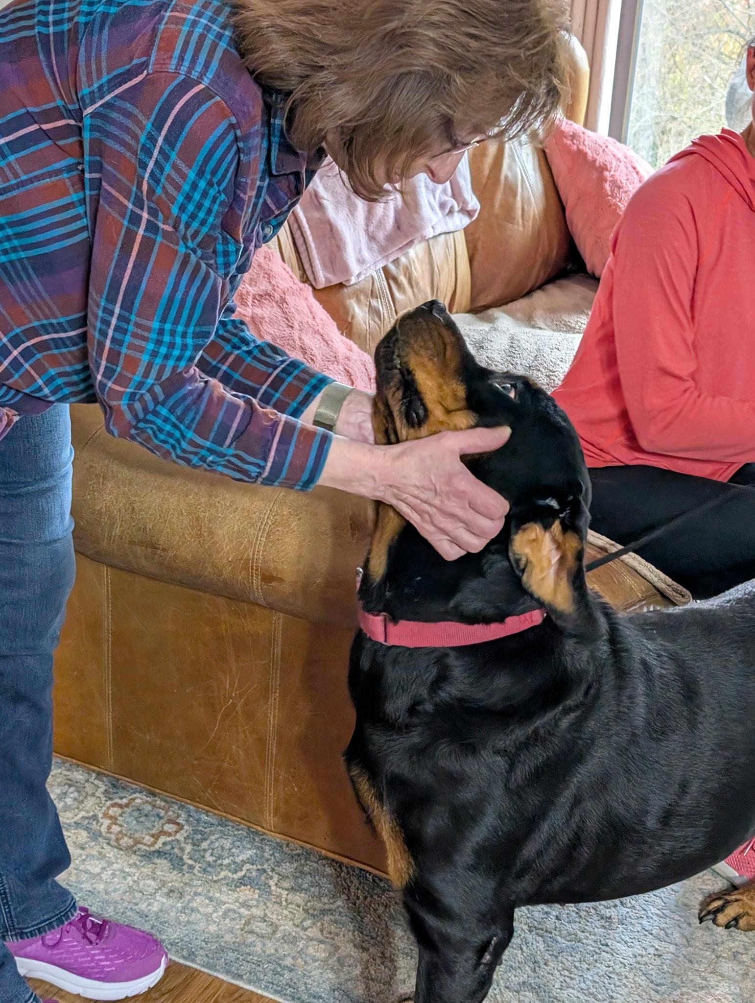 Roxie, a Adopted Rottweiler in Perkasie, PA image 3/6