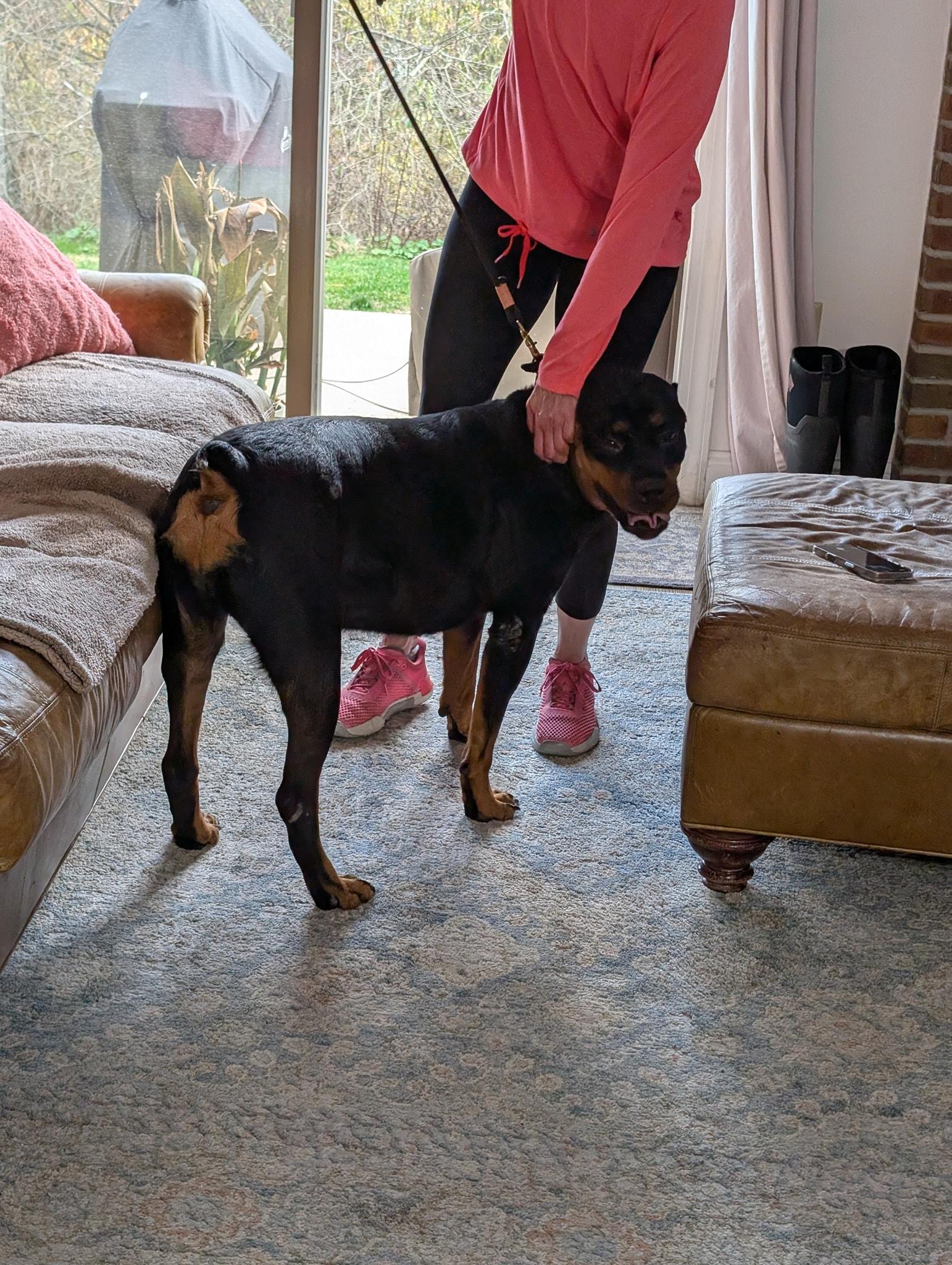 Roxie, a Adopted Rottweiler in Perkasie, PA image 5/6