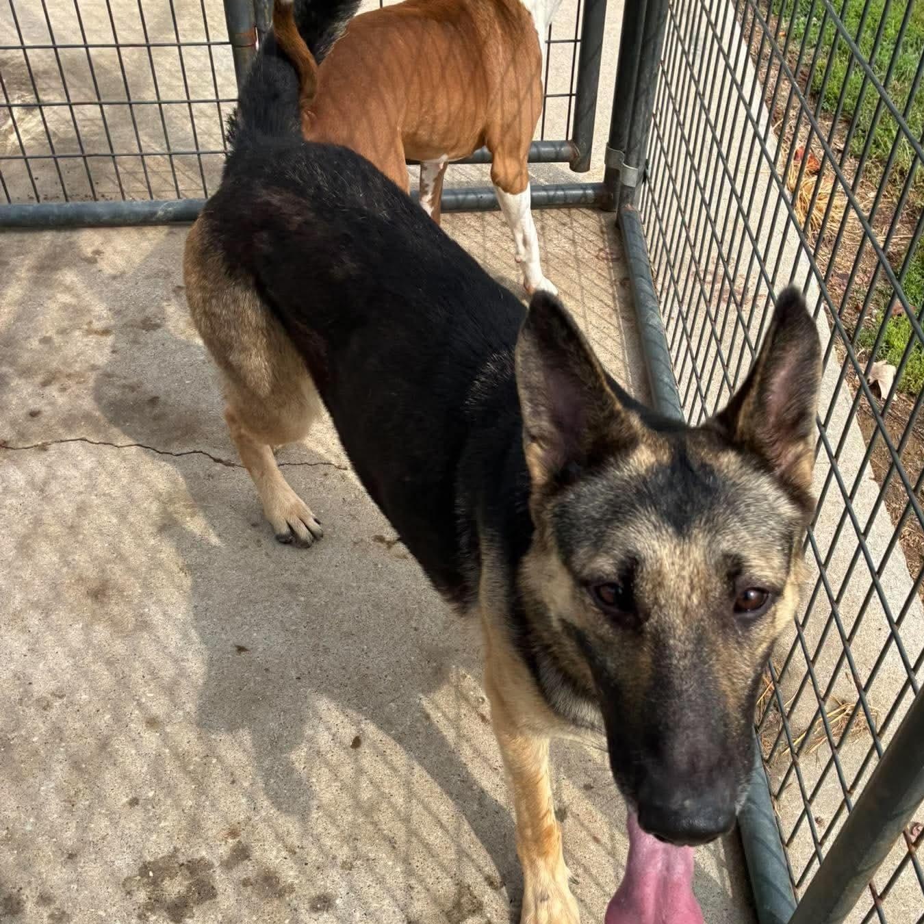 Enlarge Star, a Adoptable German Shepherd Dog in Petersburg, IL image 5/6