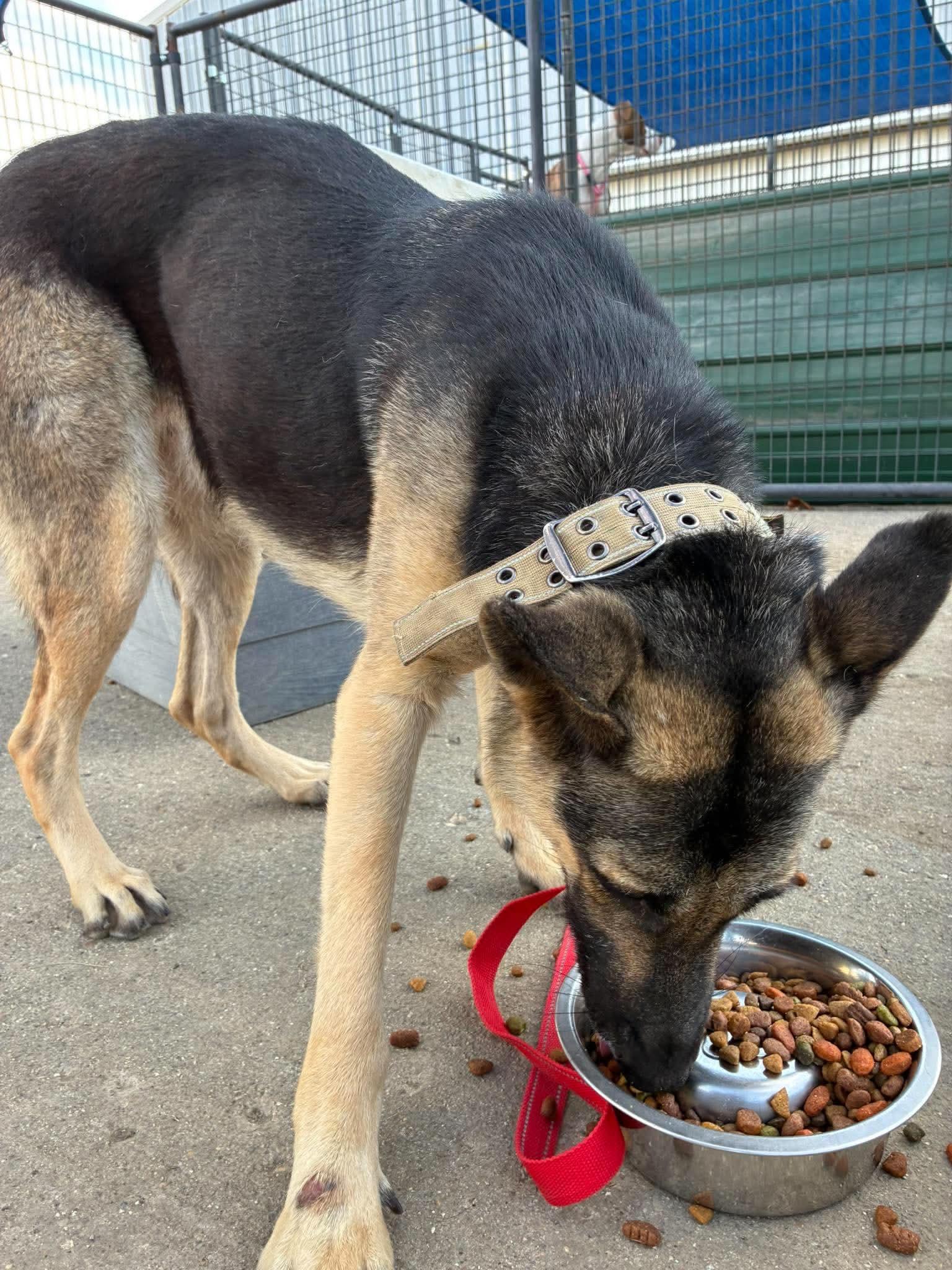 Enlarge Star, a Adoptable German Shepherd Dog in Petersburg, IL image 3/6