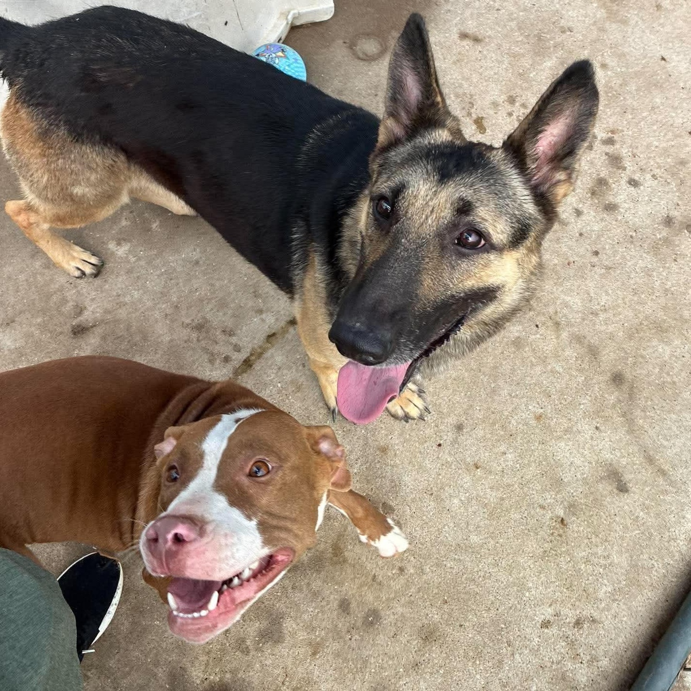 Enlarge Star, a Adoptable German Shepherd Dog in Petersburg, IL image 6/6