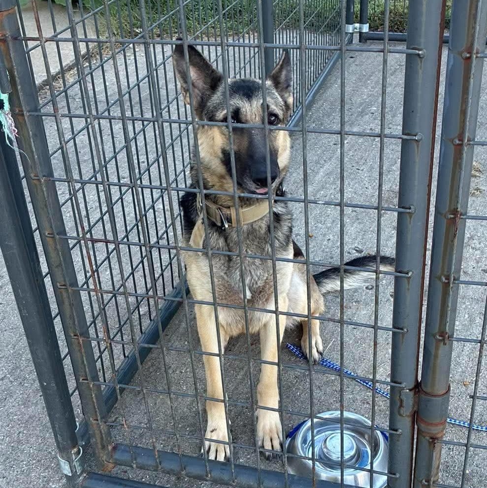 Enlarge Star, a Adoptable German Shepherd Dog in Petersburg, IL image 2/6