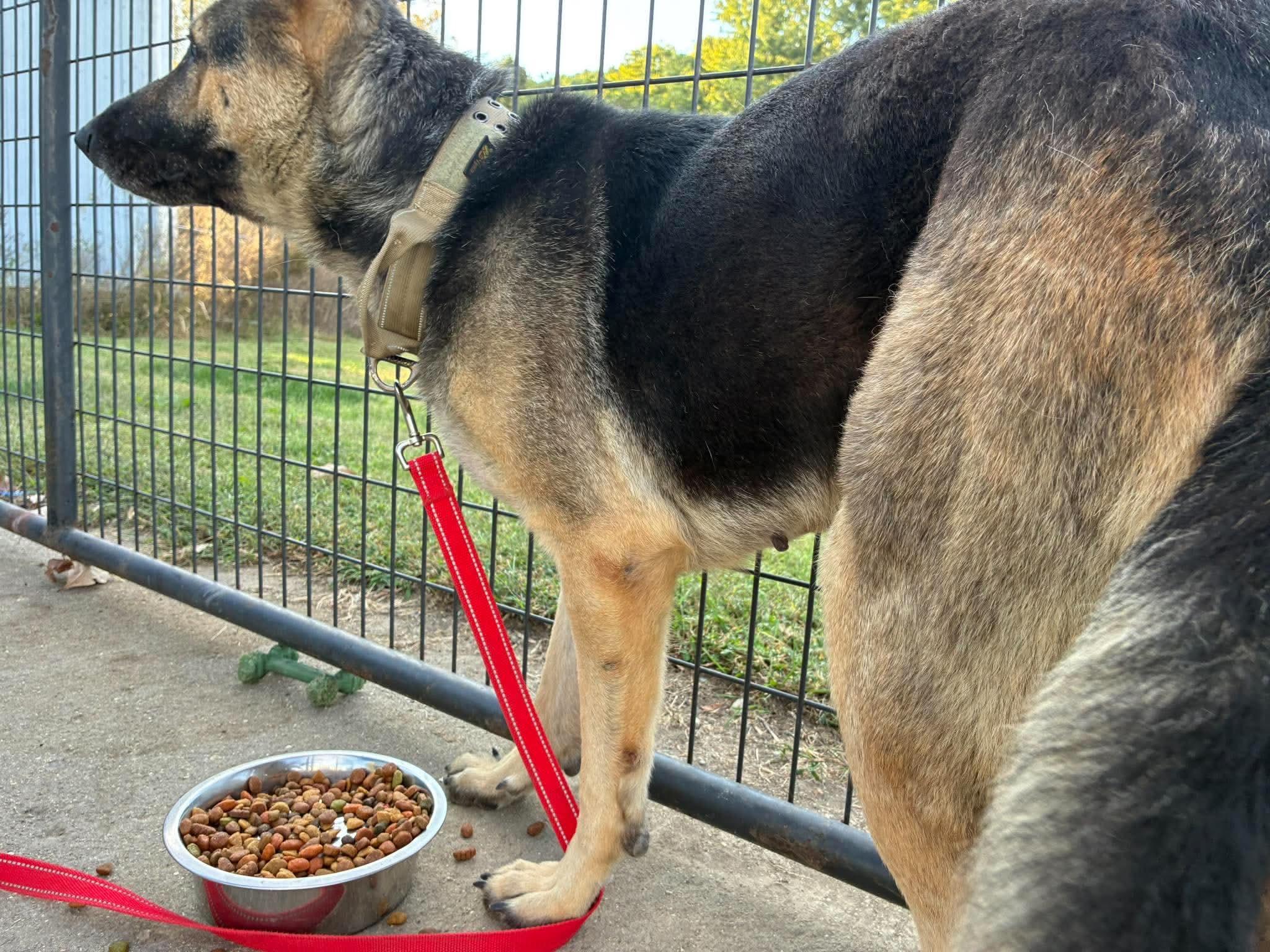 Enlarge Star, a Adoptable German Shepherd Dog in Petersburg, IL image 4/6