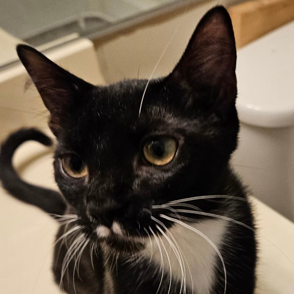 Rhoda, Adoptable, Young Female Domestic Short Hair.