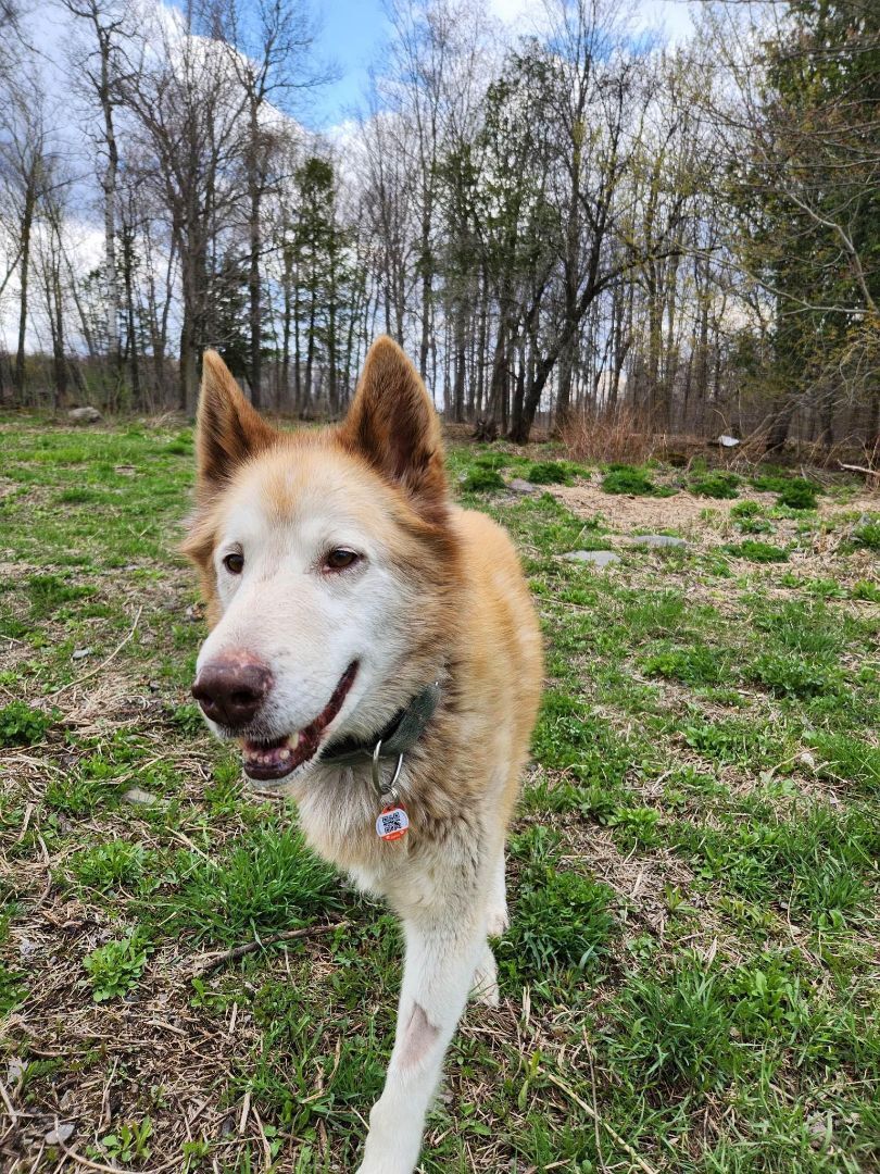 Hunter, Adopted, Senior Male Husky.