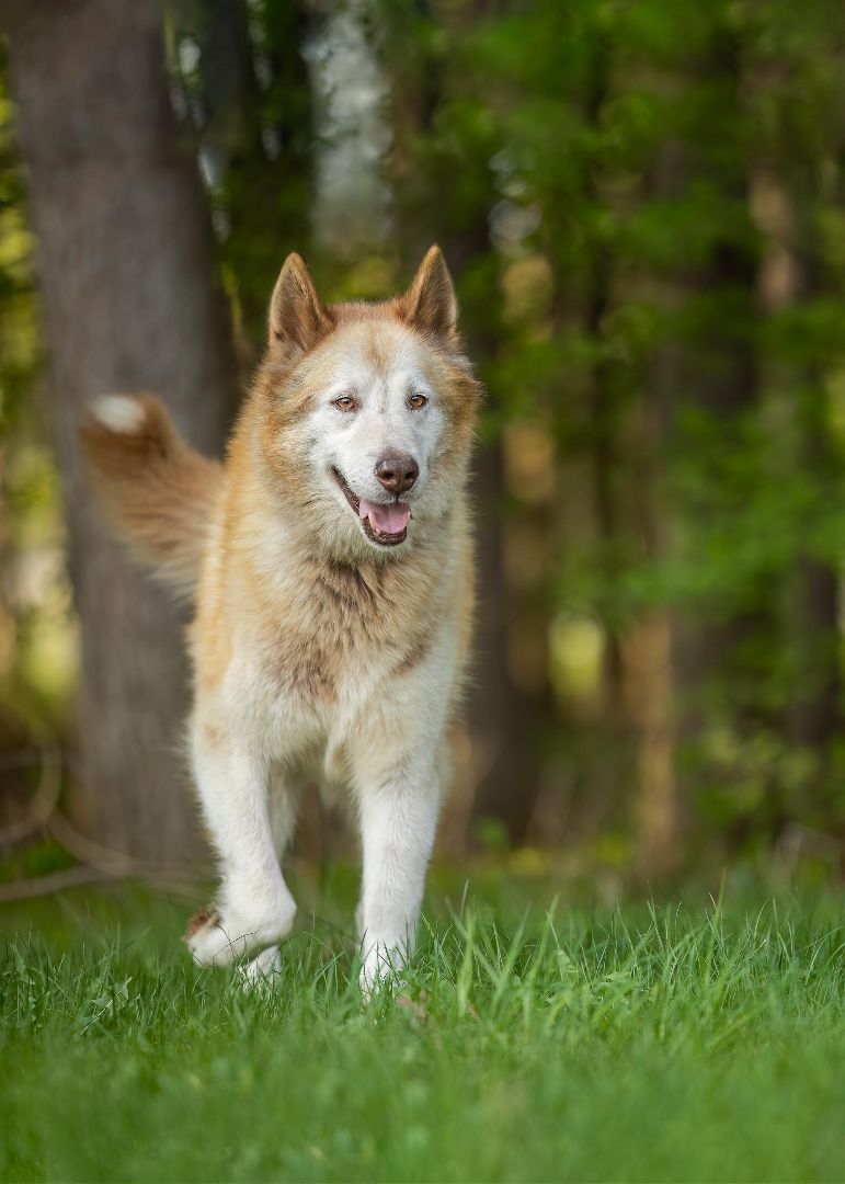 Hunter, a Adopted mixed breed in Westmount, QC image 2/6
