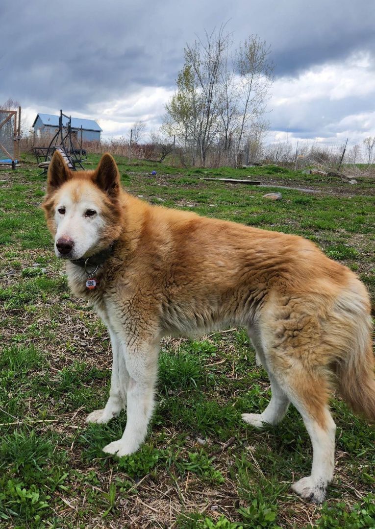 Hunter, a Adopted mixed breed in Westmount, QC image 3/6