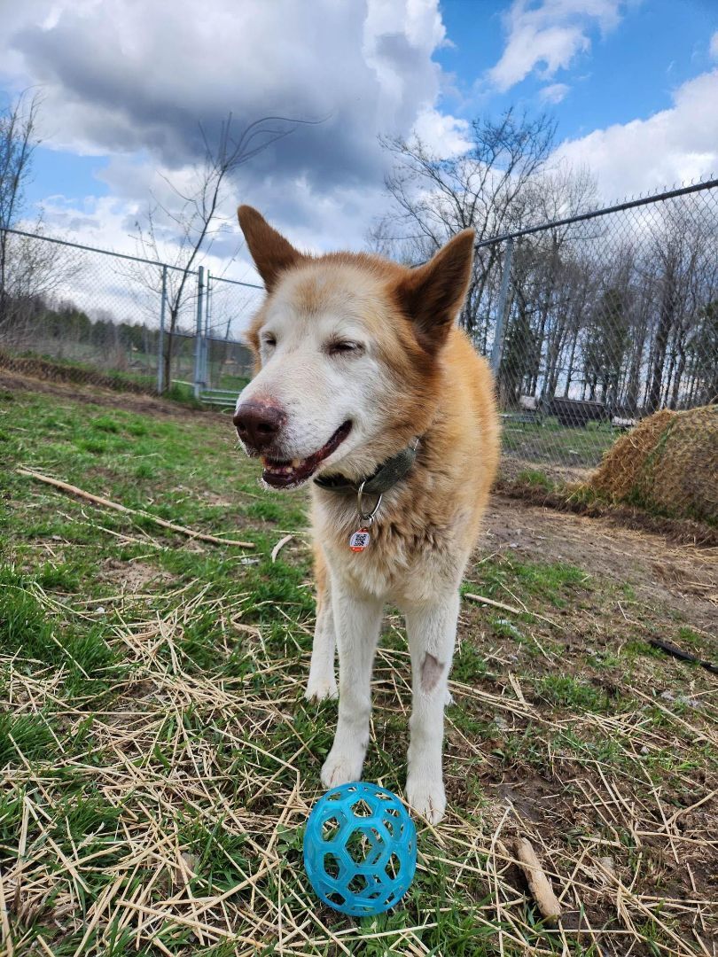 Hunter, a Adopted mixed breed in Westmount, QC image 4/6