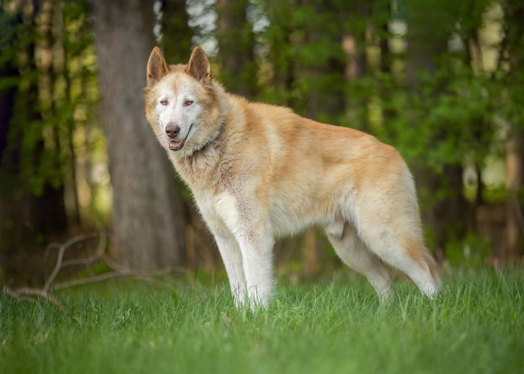 Hunter, a Adopted mixed breed in Westmount, QC image 5/6