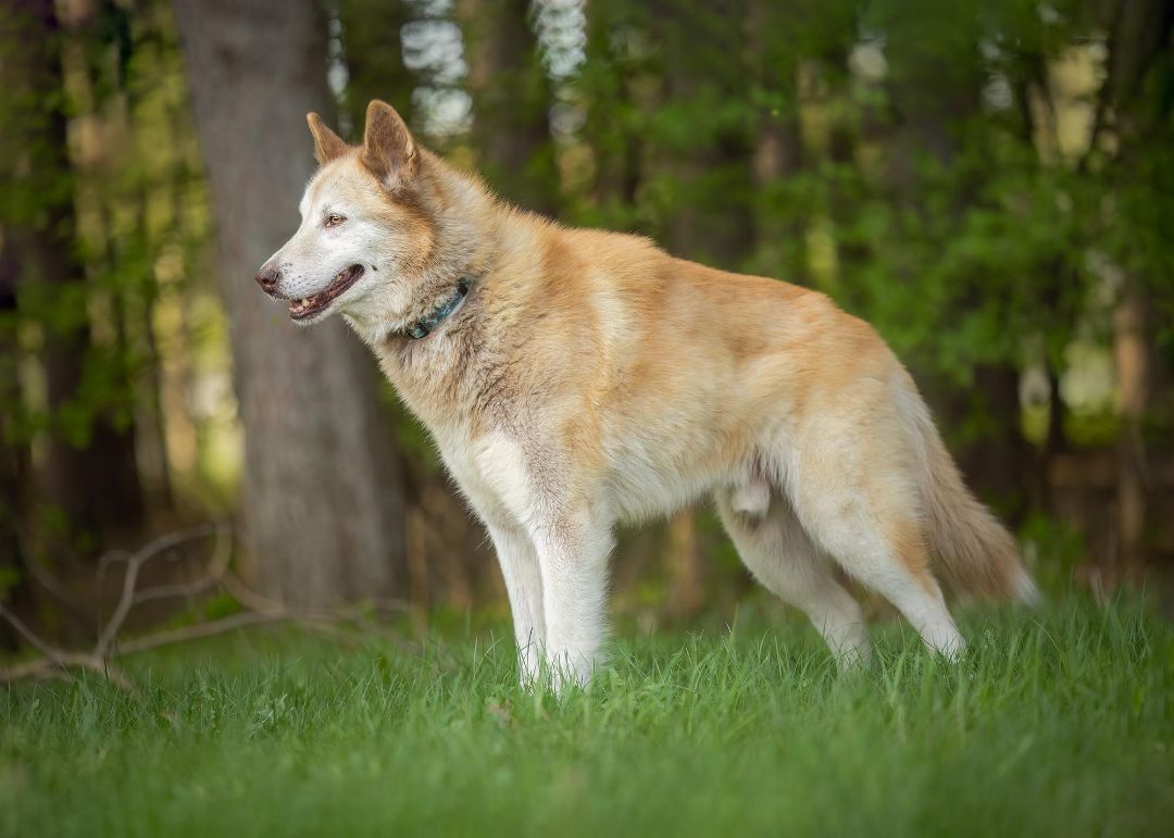 Hunter, a Adopted mixed breed in Westmount, QC image 6/6