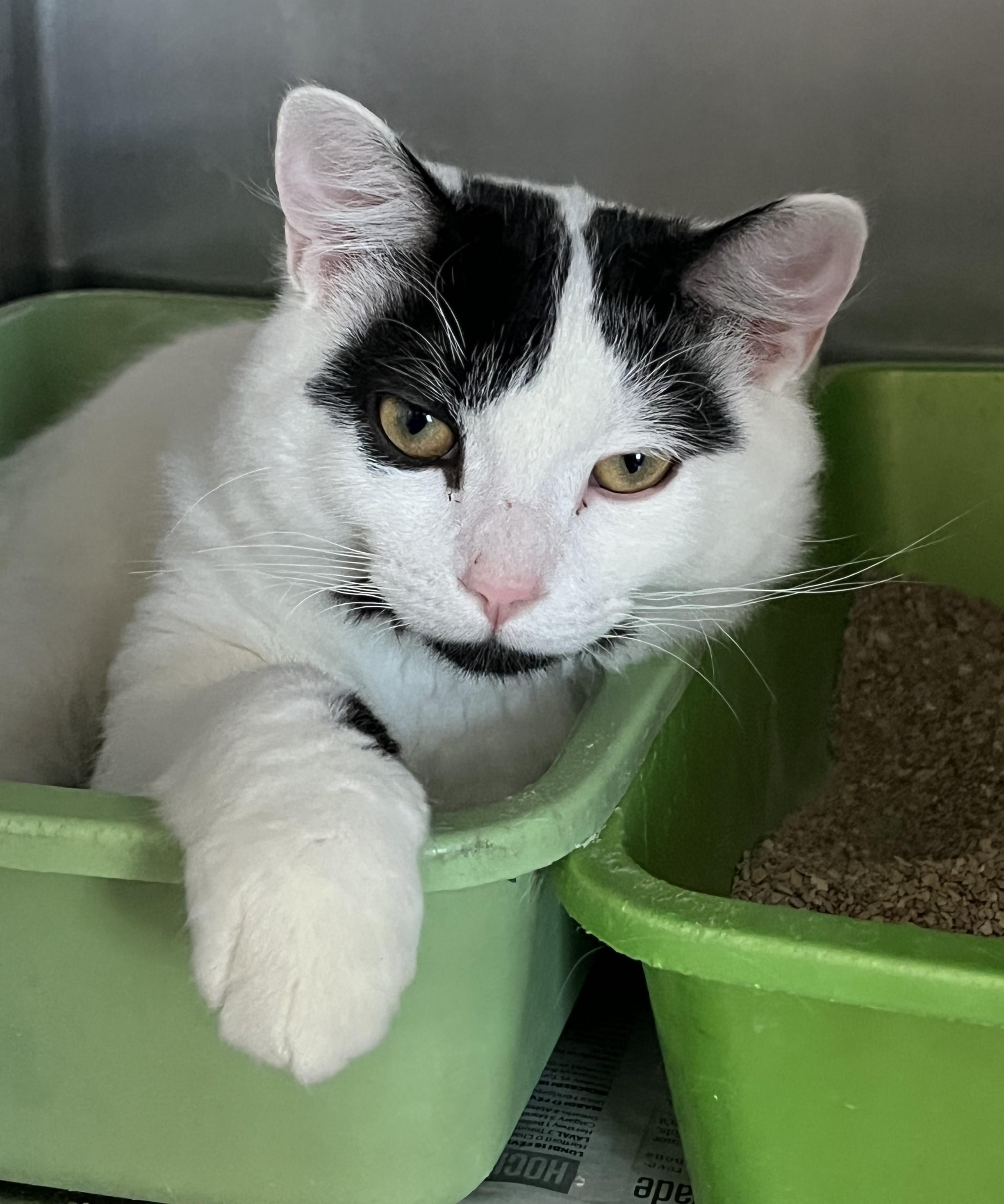 Enlarge MILKY (CR/SC), a Adoptable Domestic Medium Hair in Sainte-Angele-de-Monnoir, QC image 2/6