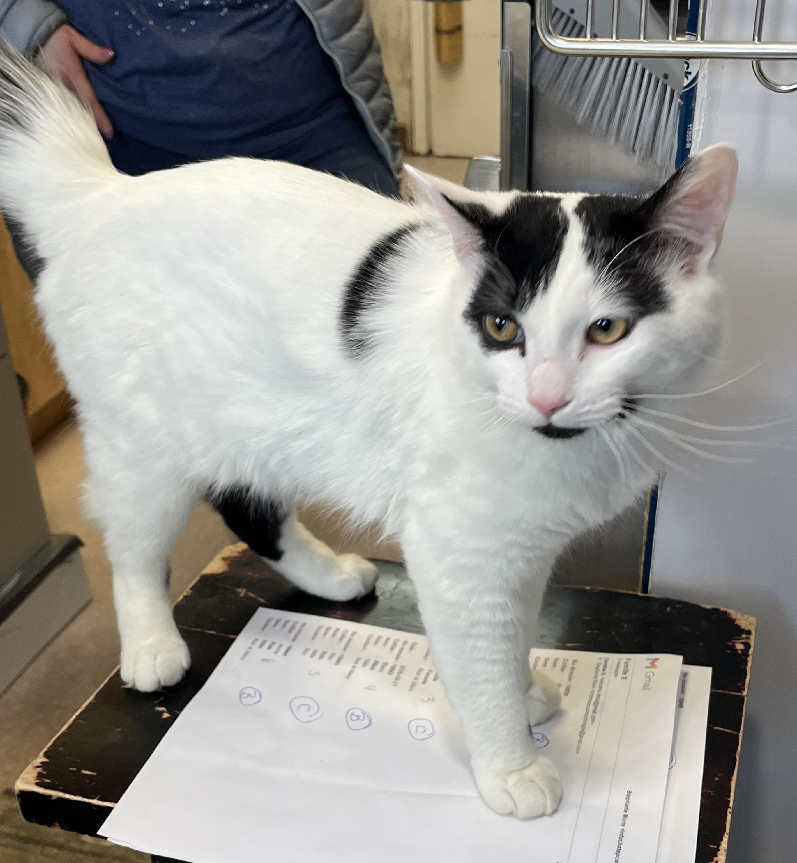 Enlarge MILKY (CR/SC), a Adoptable Domestic Medium Hair in Sainte-Angele-de-Monnoir, QC image 4/6