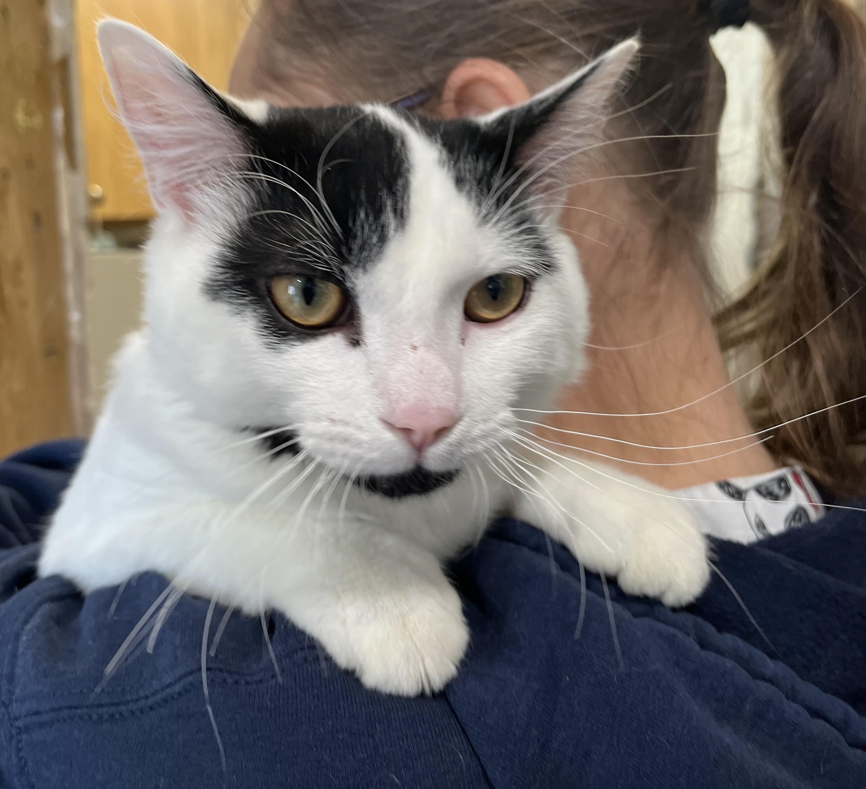 Enlarge MILKY (CR/SC), a Adoptable Domestic Medium Hair in Sainte-Angele-de-Monnoir, QC image 3/6