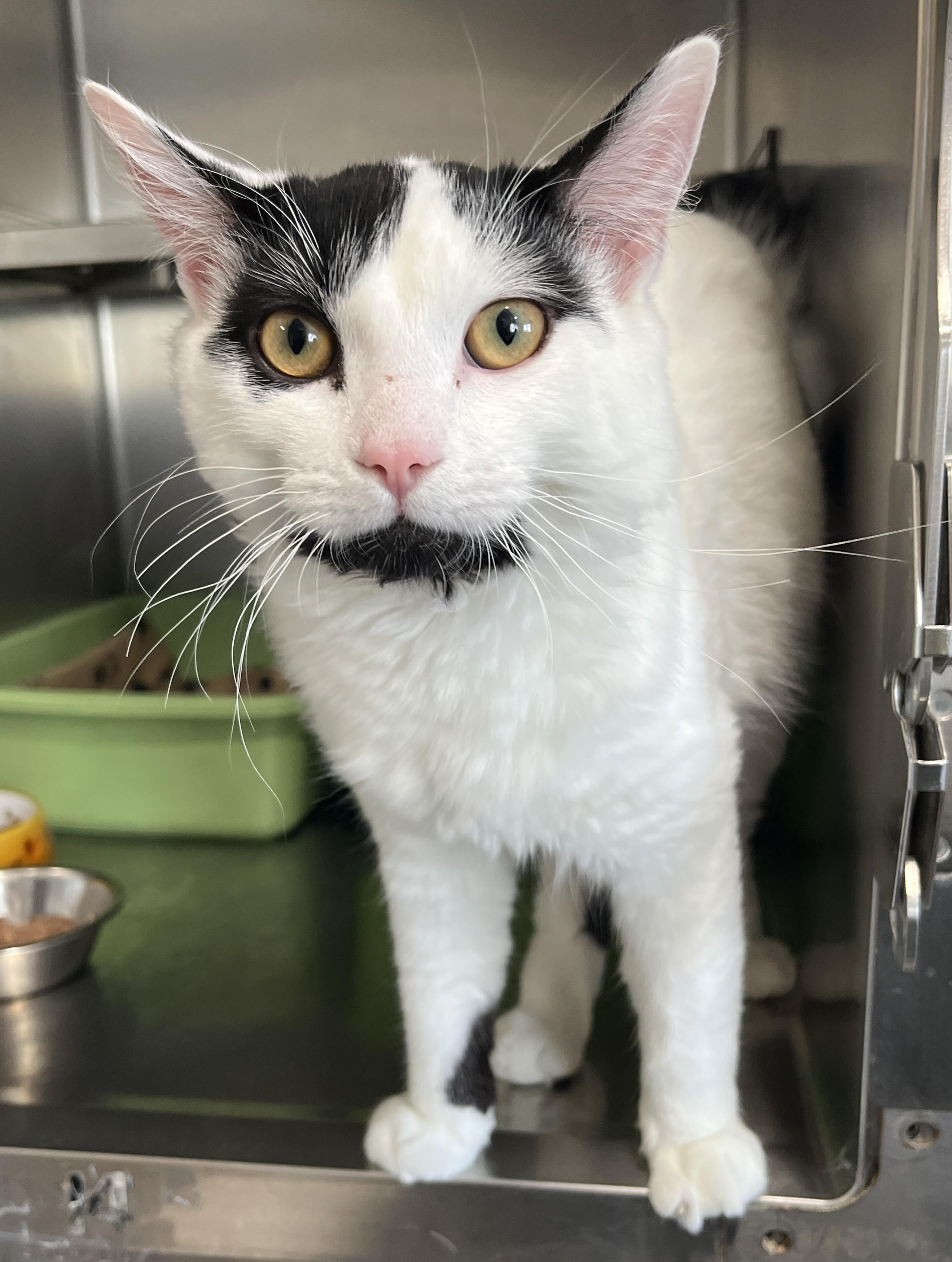 MILKY (CR/SC), Adoptable, Young Male Domestic Medium Hair.