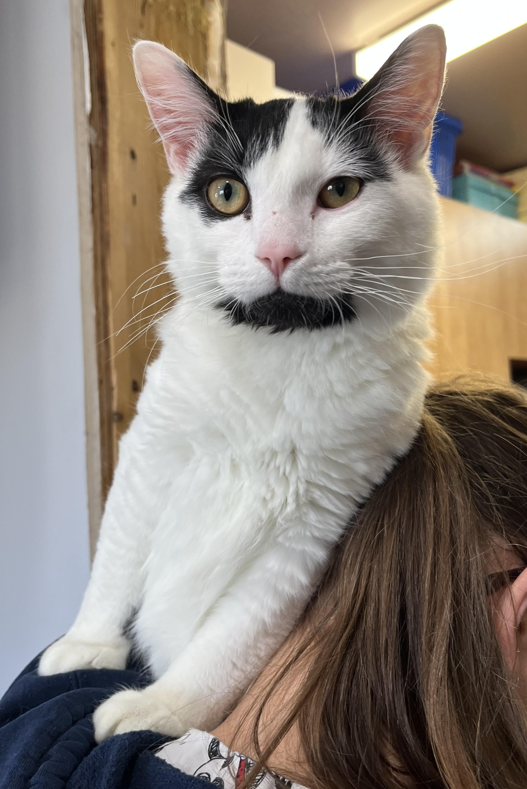 Enlarge MILKY (CR/SC), a Adoptable Domestic Medium Hair in Sainte-Angele-de-Monnoir, QC image 5/6