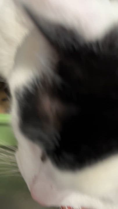 Enlarge MILKY (CR/SC), a Adoptable Domestic Medium Hair in Sainte-Angele-de-Monnoir, QC video 6/6