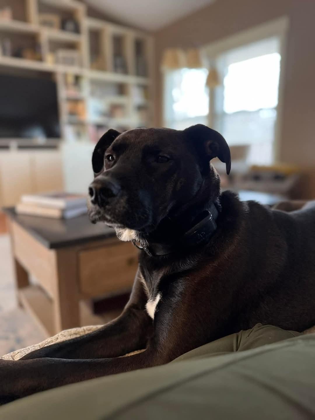 Rico, Adoptable, Adult Male Labrador Retriever.