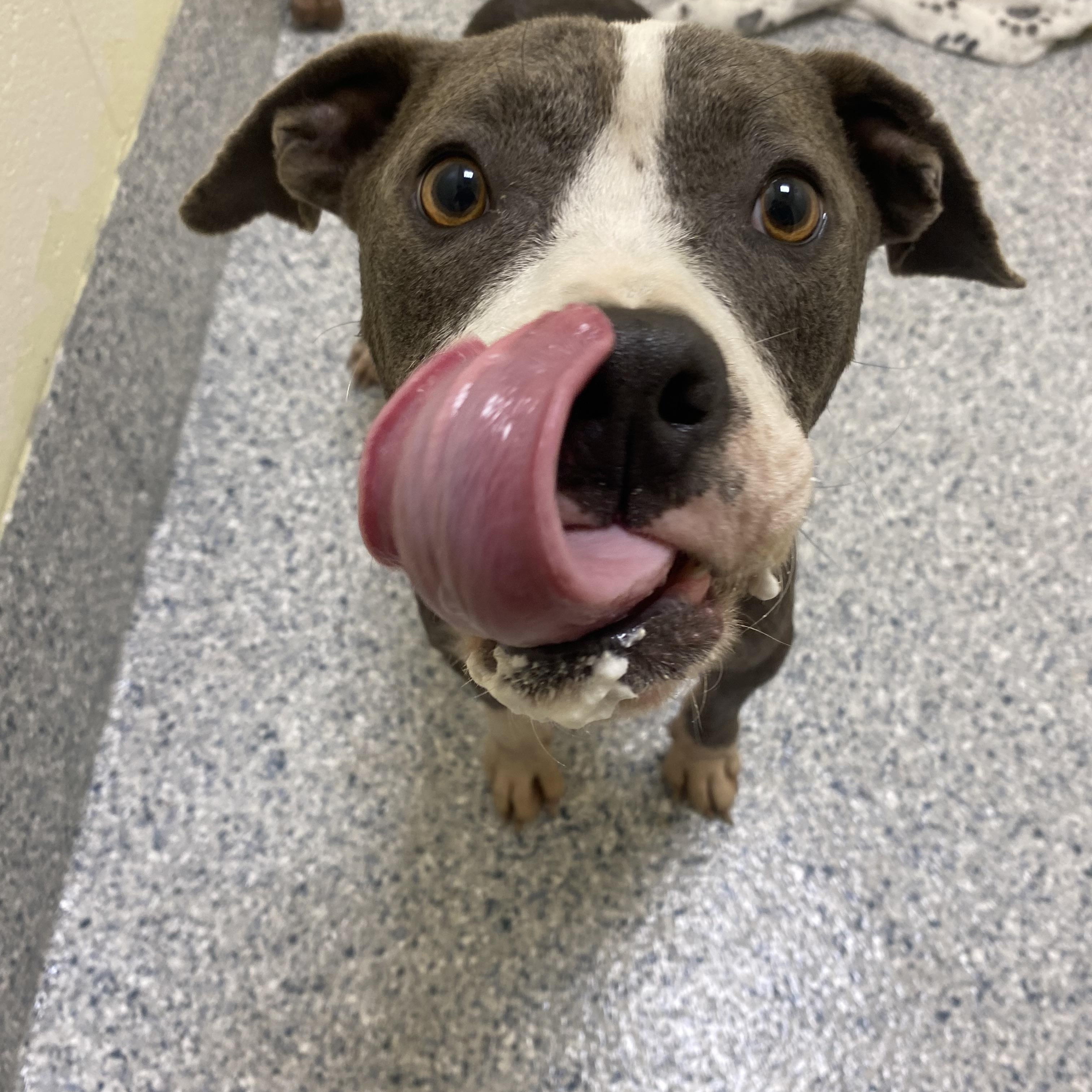 Bodie, Adoptable, Adult Male Pit Bull Terrier.
