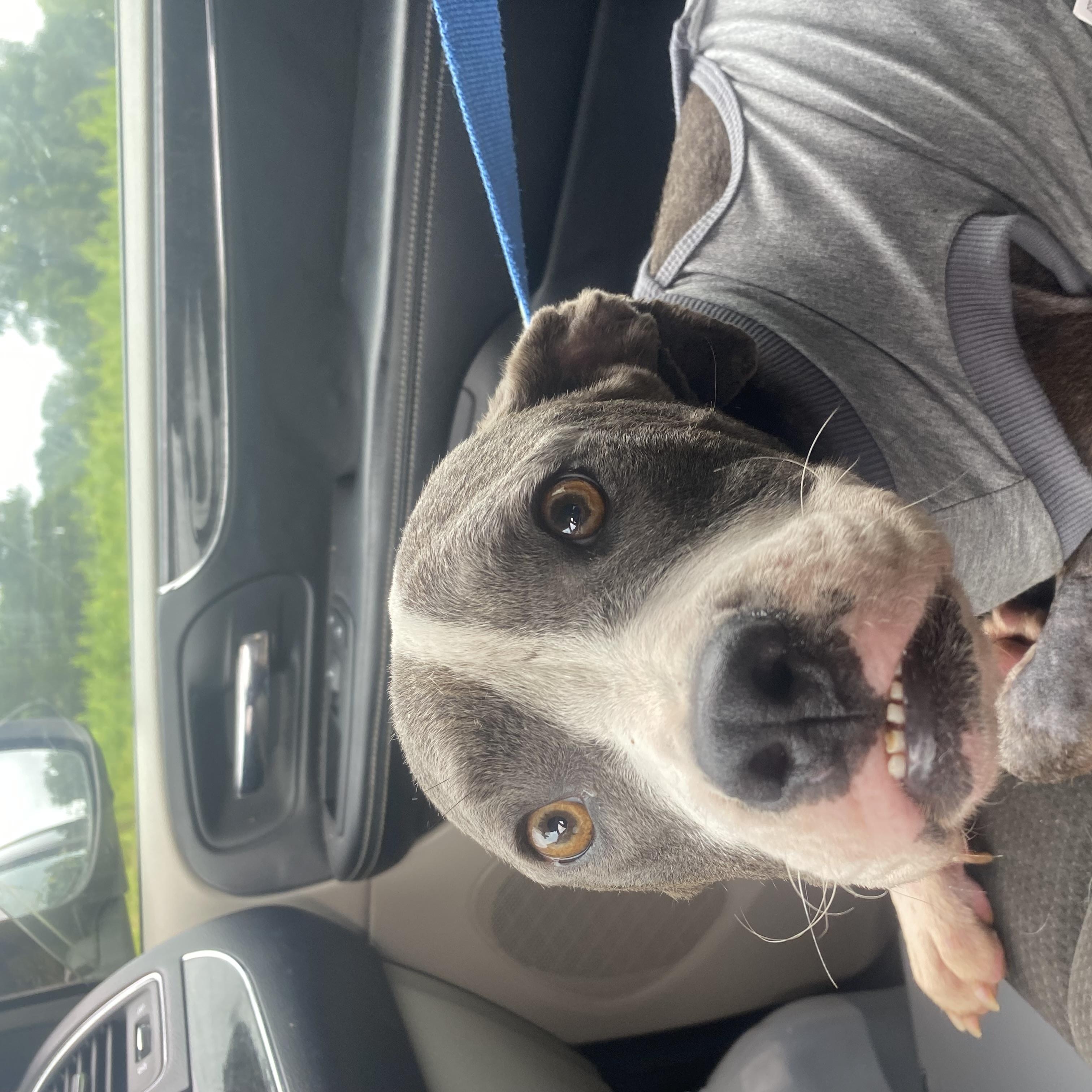 Enlarge Bodie, a Adoptable mixed breed in Burgaw, NC image 2/2