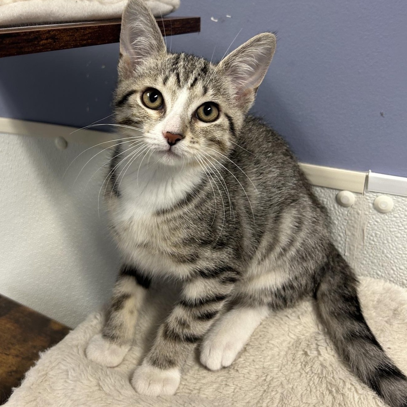 MARSHALL, a ADOPTABLE mixed breed in Wilmington, OH image 1/4