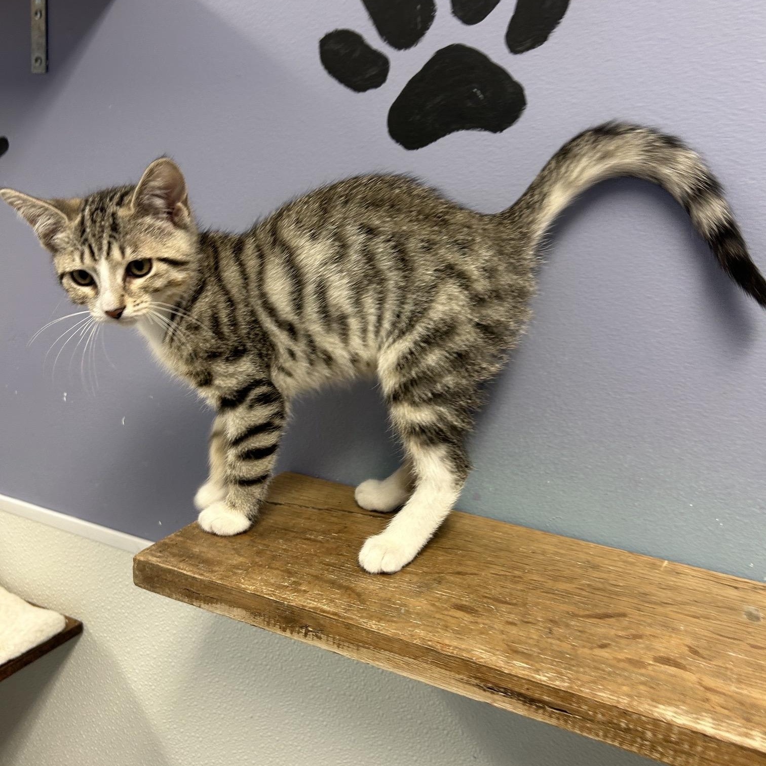 MARSHALL, a ADOPTABLE mixed breed in Wilmington, OH image 2/4