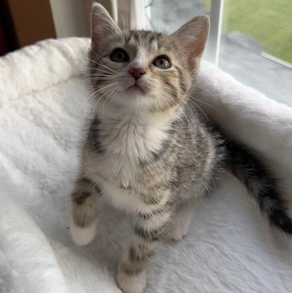 MARSHALL, a ADOPTABLE mixed breed in Wilmington, OH image 3/4