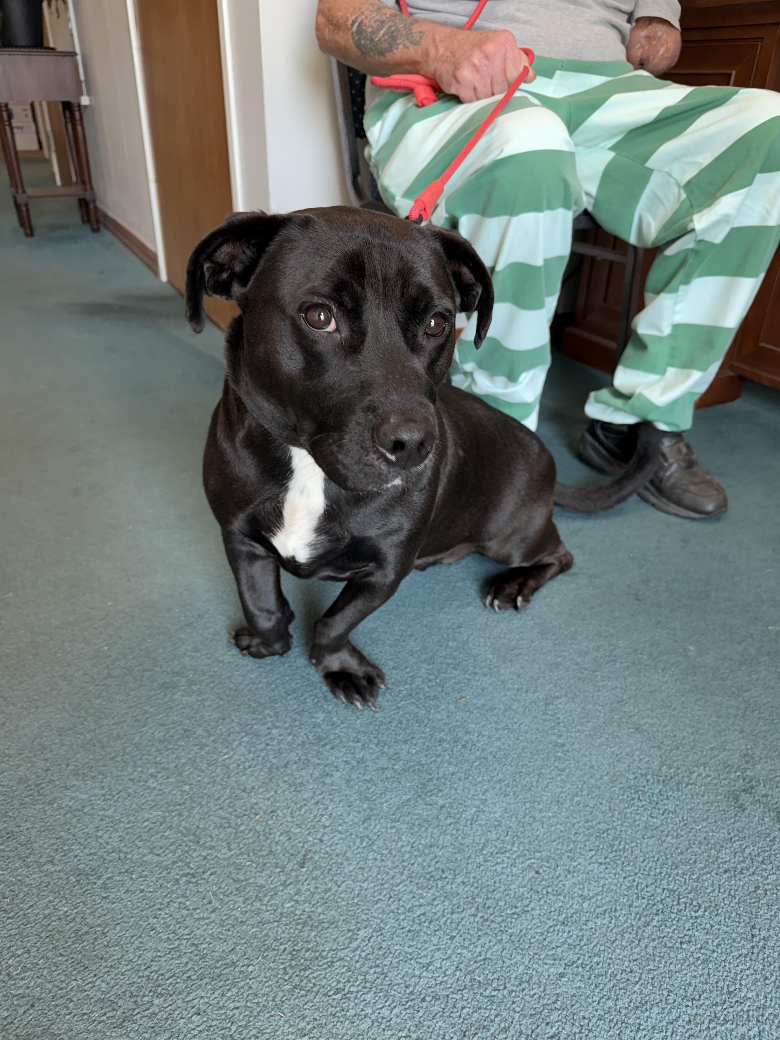Enlarge Staley, a Adoptable mixed breed in South Amboy, NJ image 4/4