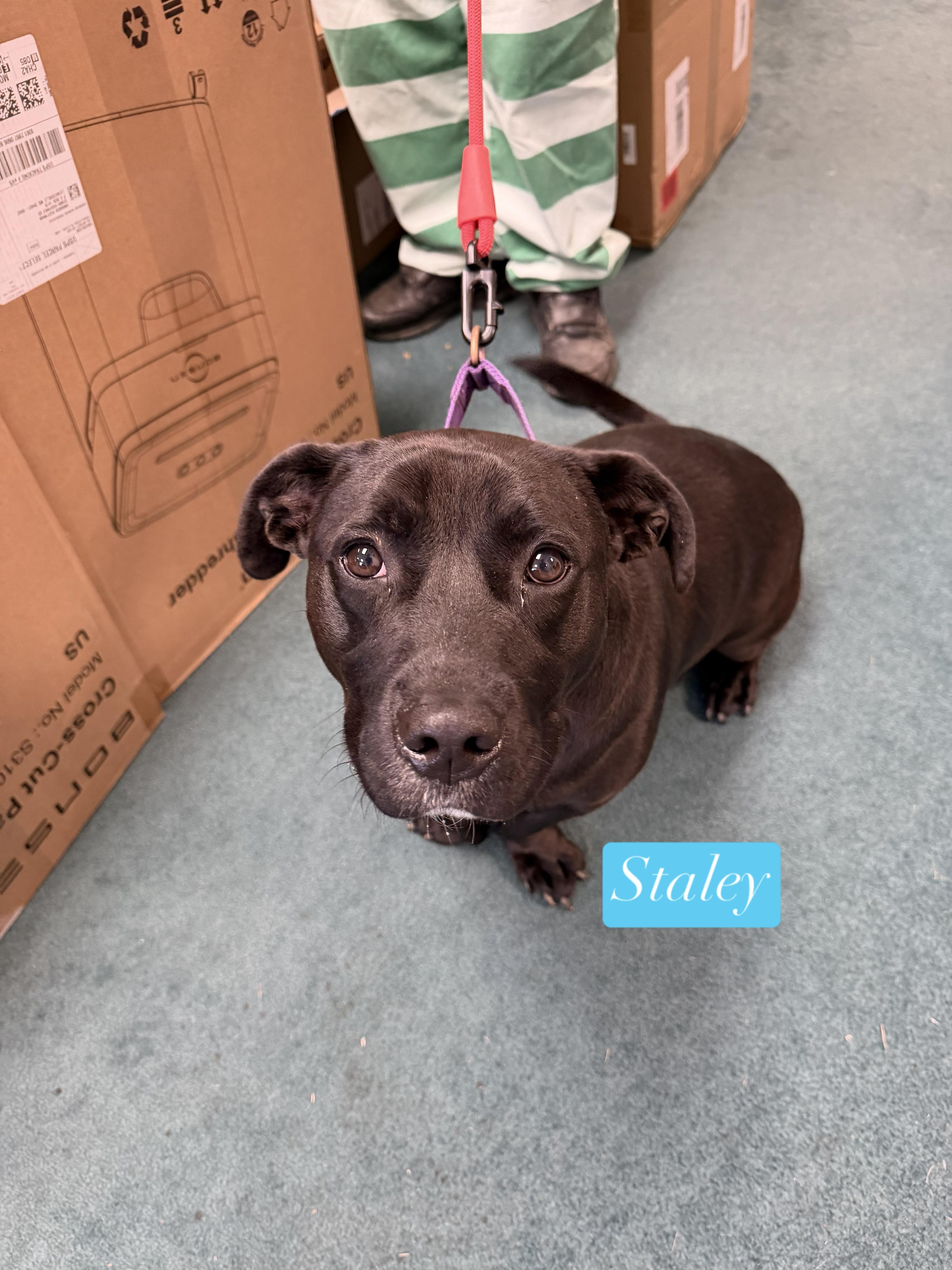 Staley, Adoptable, Young Male Basset Hound & Black Labrador Retriever.