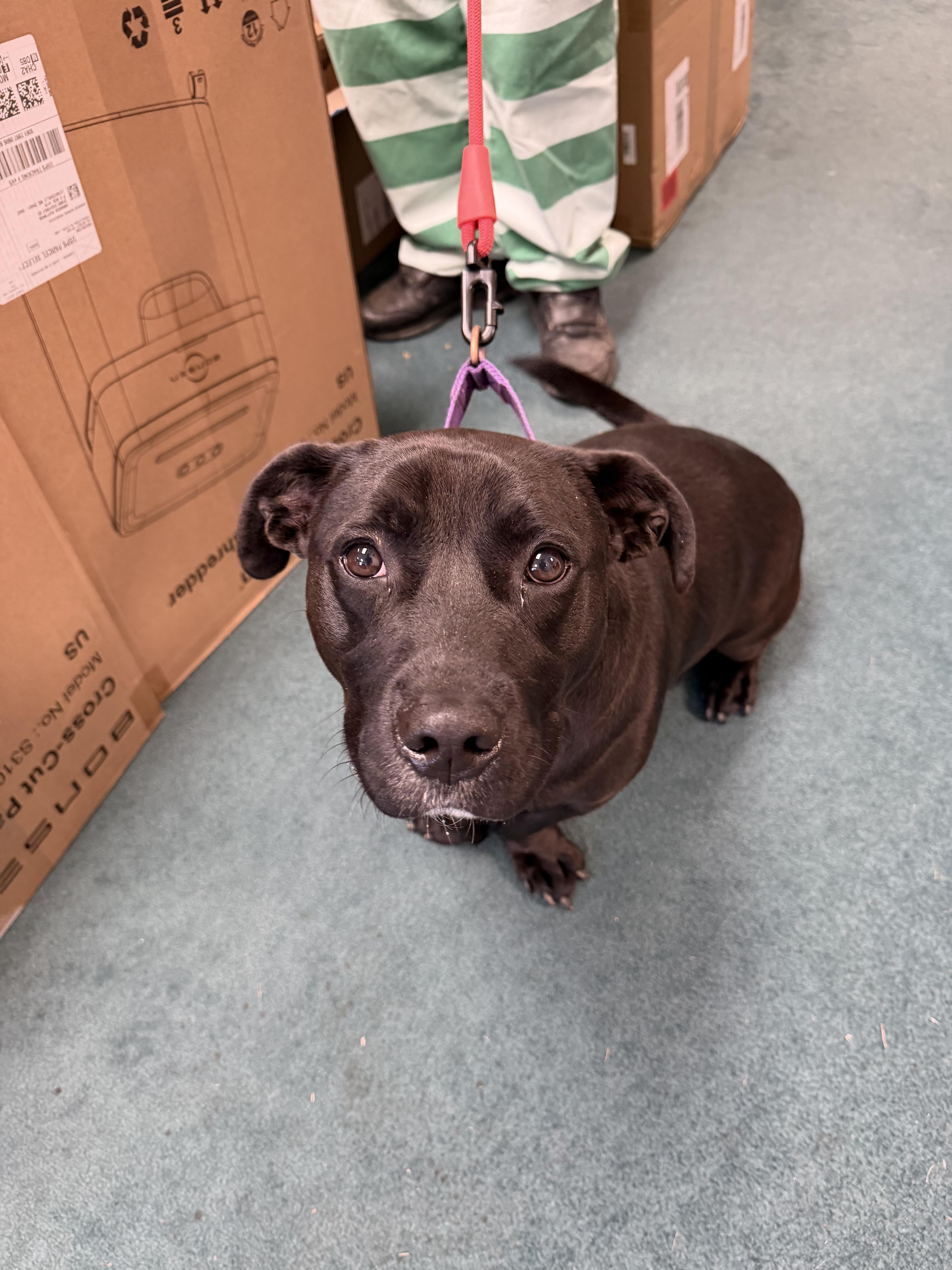 Enlarge Staley, a Adoptable mixed breed in South Amboy, NJ image 2/4