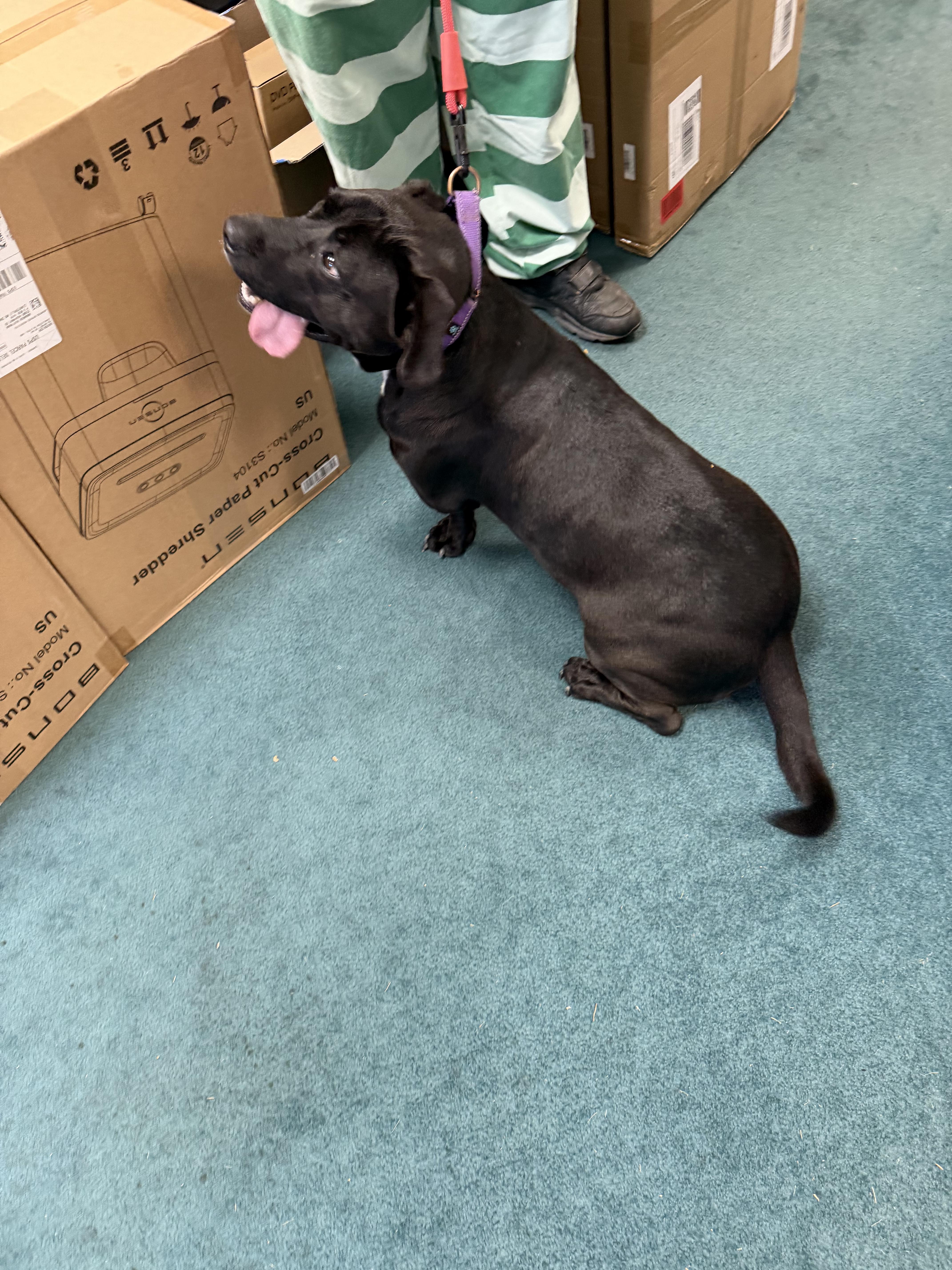 Enlarge Staley, a Adoptable mixed breed in South Amboy, NJ image 3/4