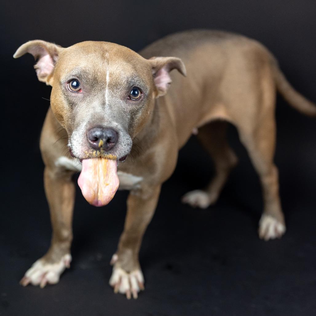 Enlarge FIFA, a Adoptable Pit Bull Terrier in Austell, GA image 1/6