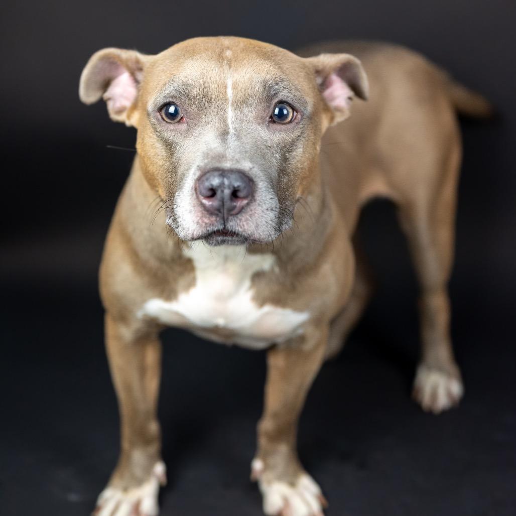 Enlarge FIFA, a Adoptable Pit Bull Terrier in Austell, GA image 2/6