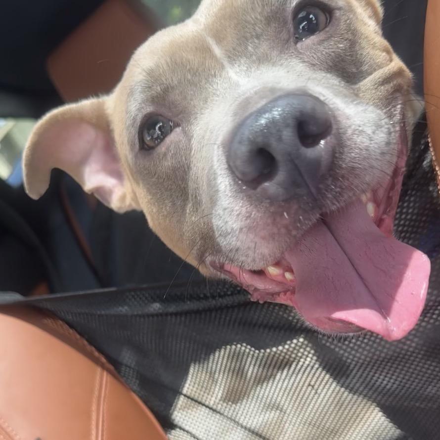 Enlarge FIFA, a Adoptable Pit Bull Terrier in Austell, GA image 3/6