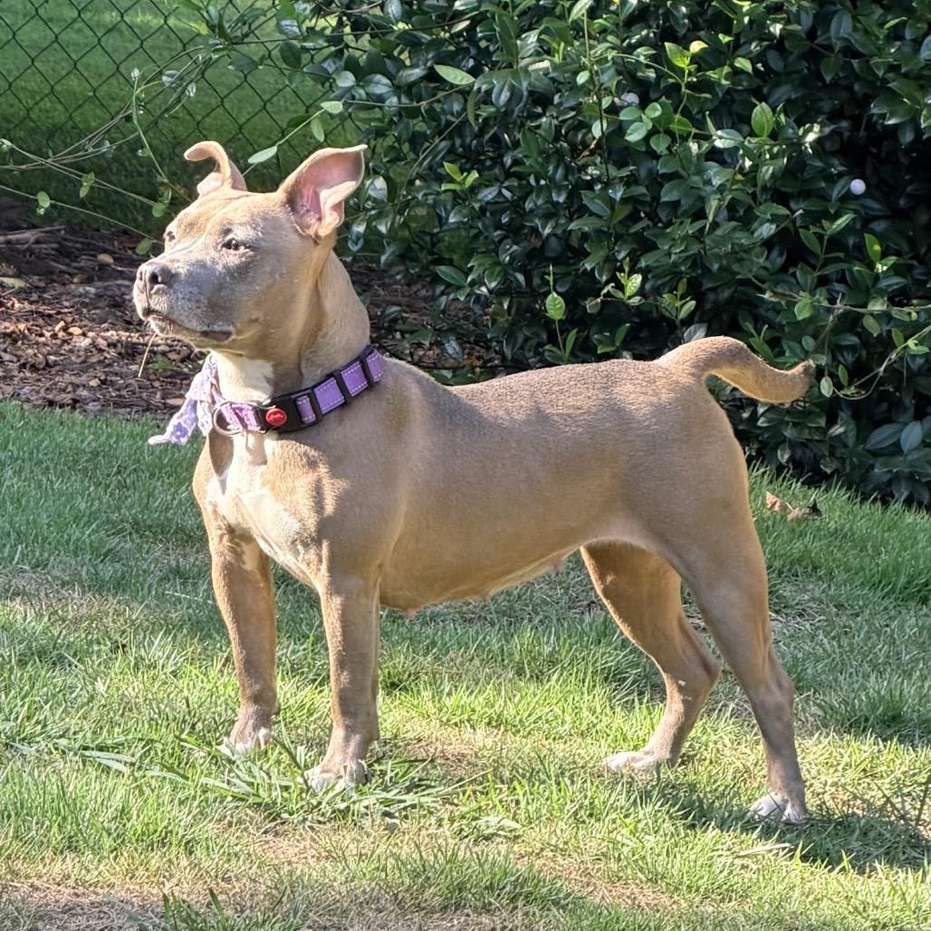 Enlarge FIFA, a Adoptable Pit Bull Terrier in Austell, GA image 4/6