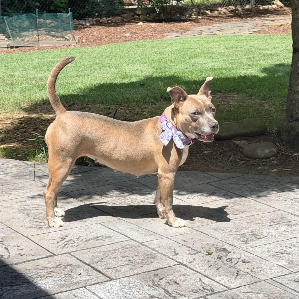 Enlarge FIFA, a Adoptable Pit Bull Terrier in Austell, GA image 5/6