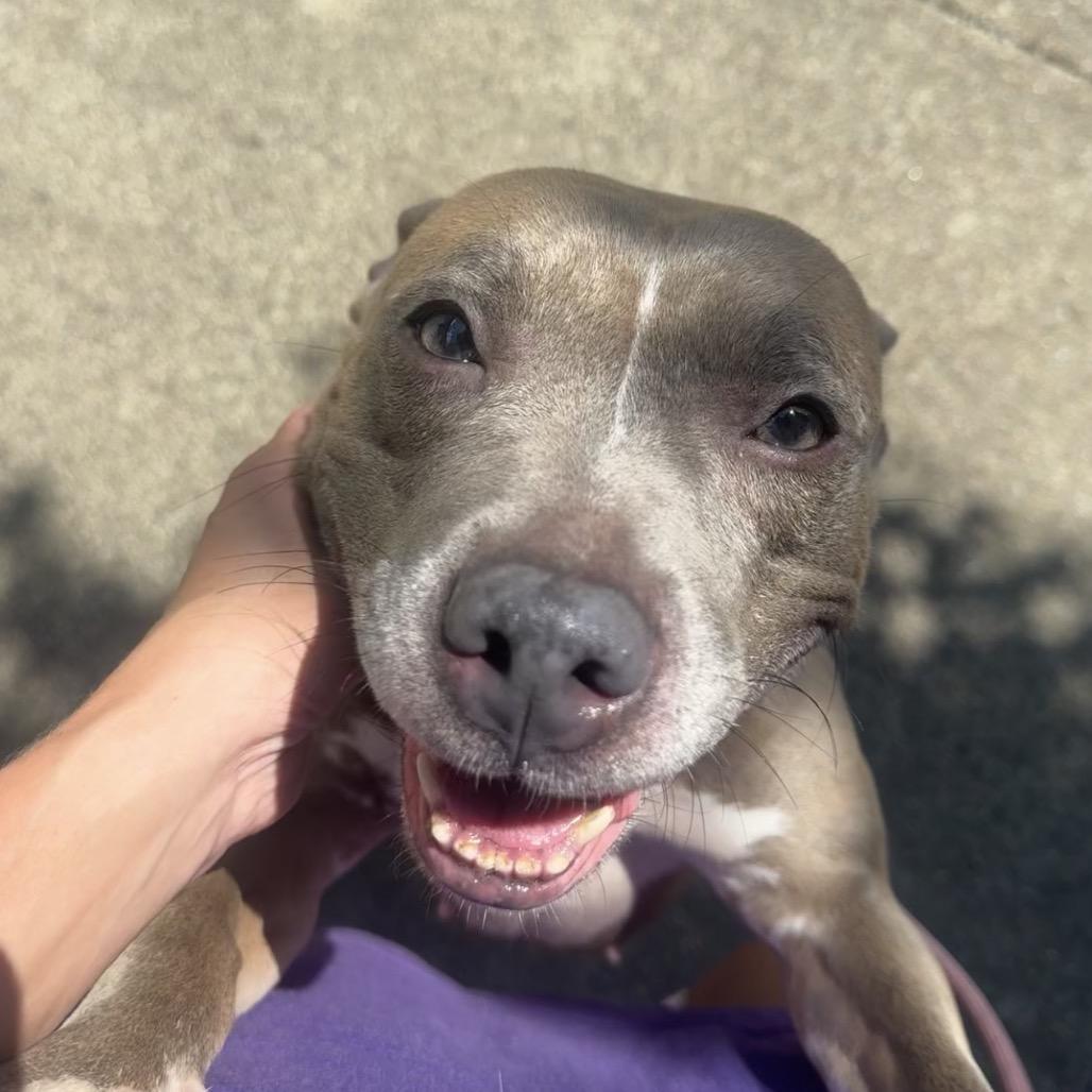 Enlarge FIFA, a Adoptable Pit Bull Terrier in Austell, GA image 6/6