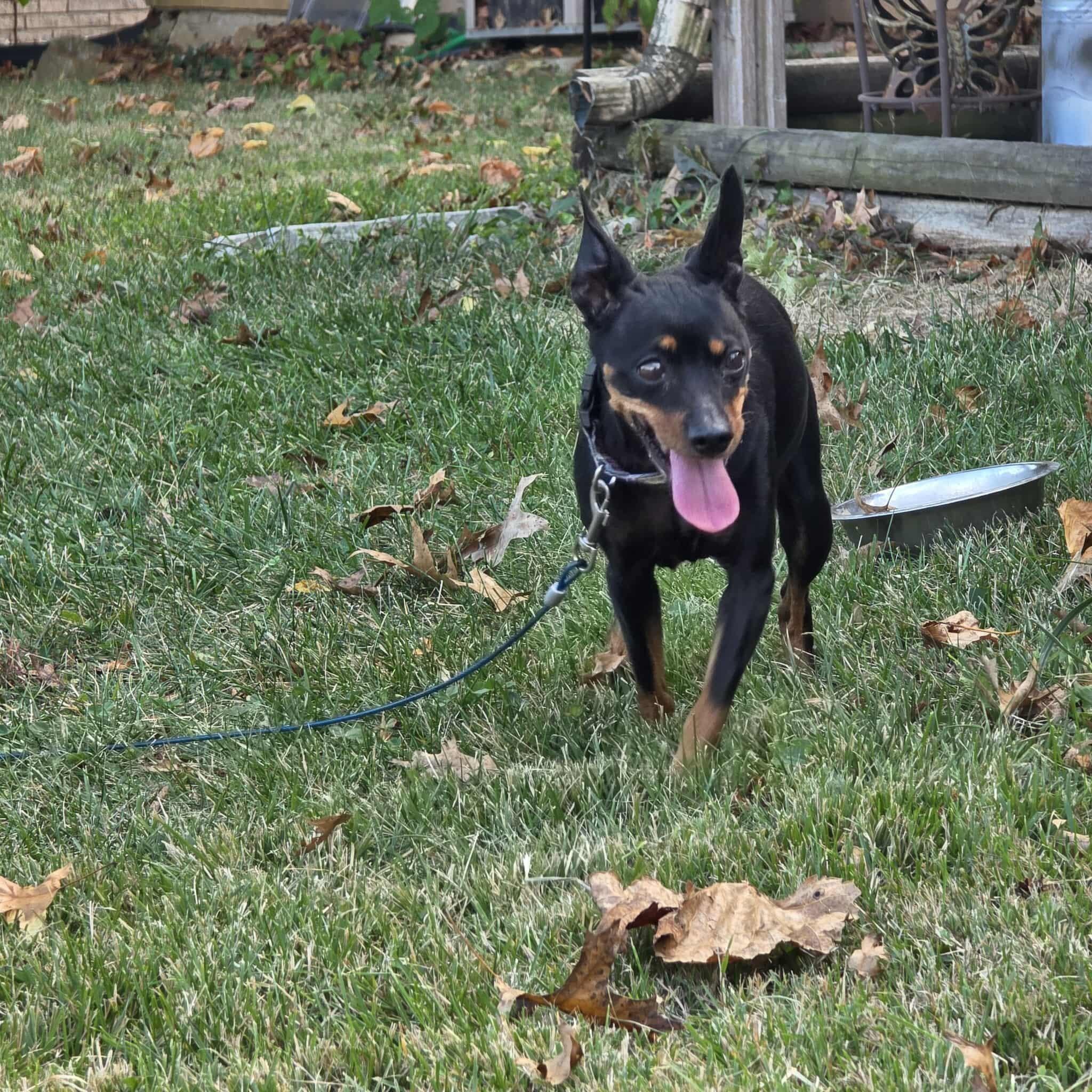 Daisy, a Adoptable Miniature Pinscher in Hazelwood, MO image 1/6